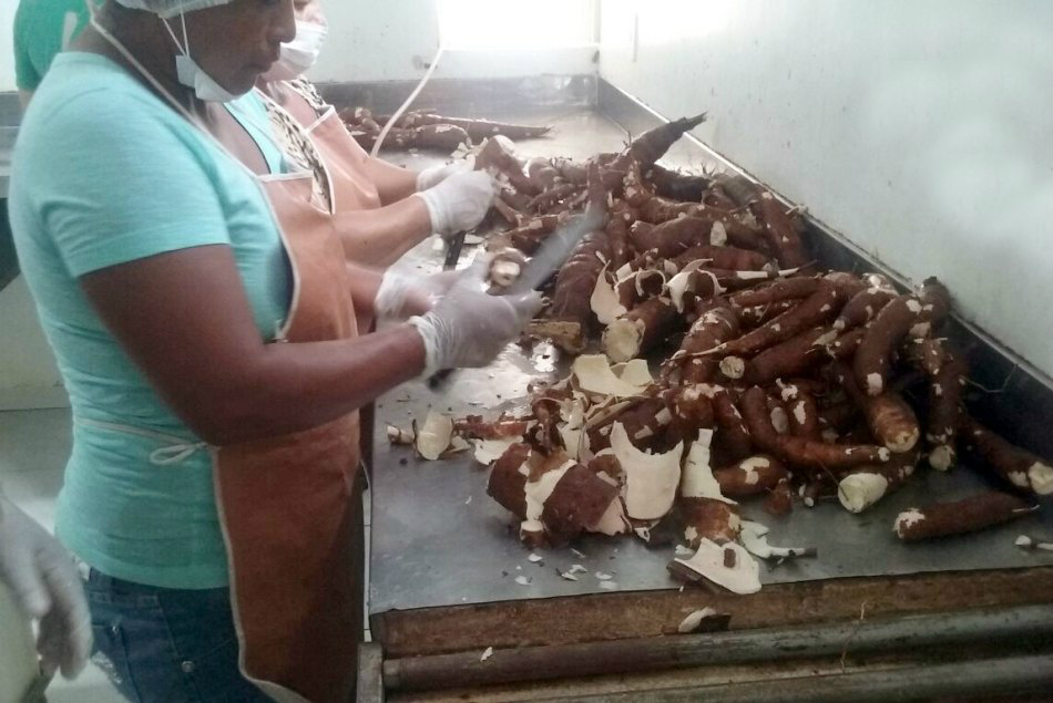 Caminho da Mandioca: do campo à agroindústria, cultivo se potencializa em MS Foto: Divulgação