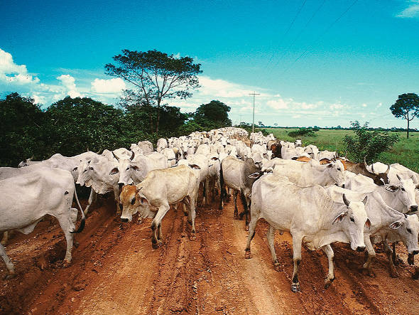 Ministério divulga fazendas aptas a exportar para a UE