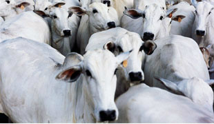 Ministério divulga fazendas aptas a exportar para a UE