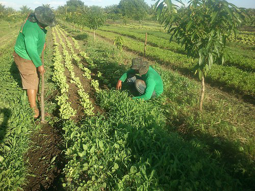 Agricultor familiar terá tratamento diferenciado em relação ao da grande agroindústria Foro: Divulgação
