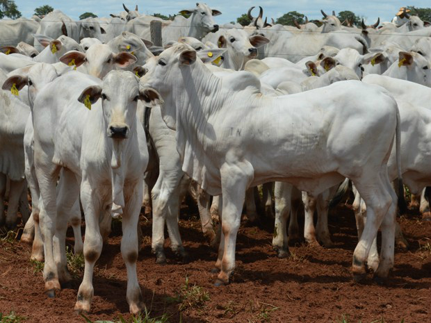 Bezerras de MS são comercializadas a preço recorde na Bahia O evento tem como finalidade desenvolver a pecuária local / Foto: Divulgação