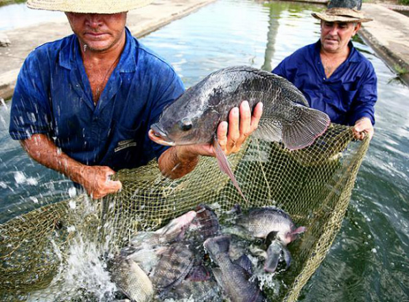 Aproveitamento de peixe rende lucro de até 100% ao produtor Na semana de 16 a 20 de março, o Senar/MS oferece para o homem do campo / Foto: Divulgação