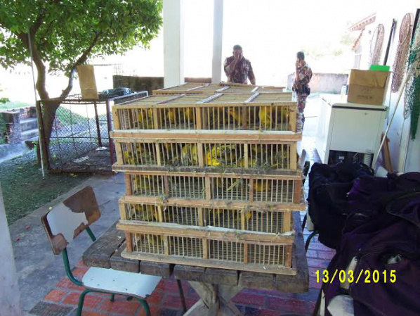 550 canários peruanos são recuperados pela PMA e traficante é multado em R$ 112 mil / Foto: PMA