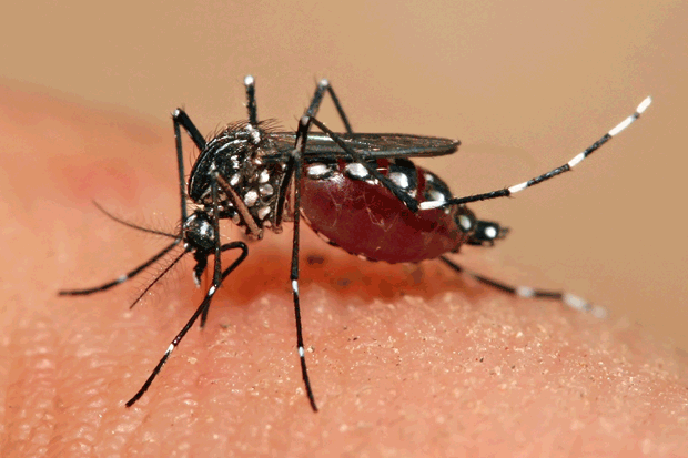 Primeiro caso autóctone do vírus Zika é confirmado na cidade de São Paulo