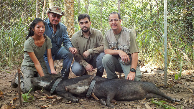 Fauna silvestre do Pantanal é monitorada em MS Noticias MS