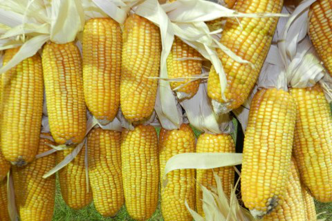 Regras para refúgio devem vigorar já na próxima safra, diz Ministério