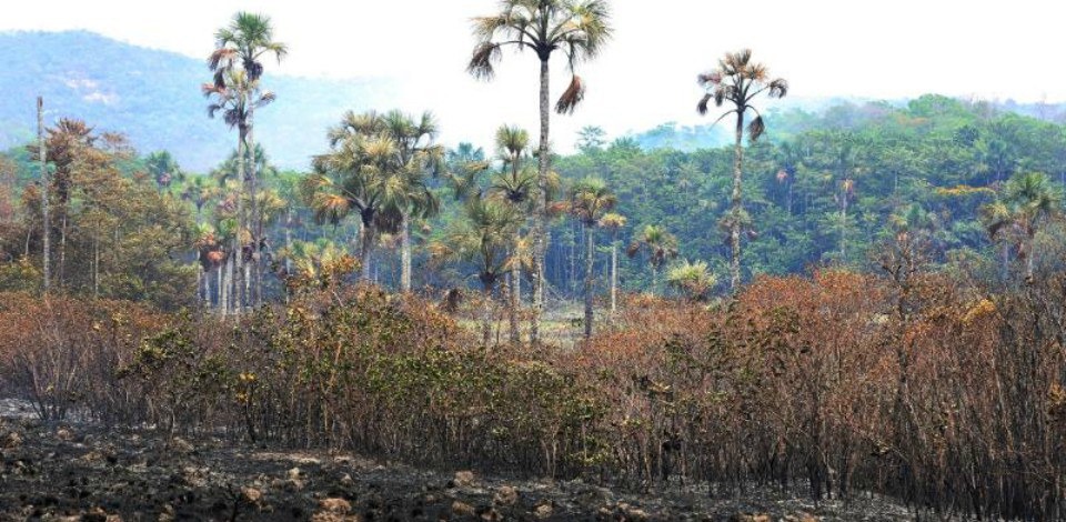 Cerrado é um dos biomas mais vulneráveis durante a estação seca