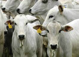 Preço do bezerro registra valor recorde em MS