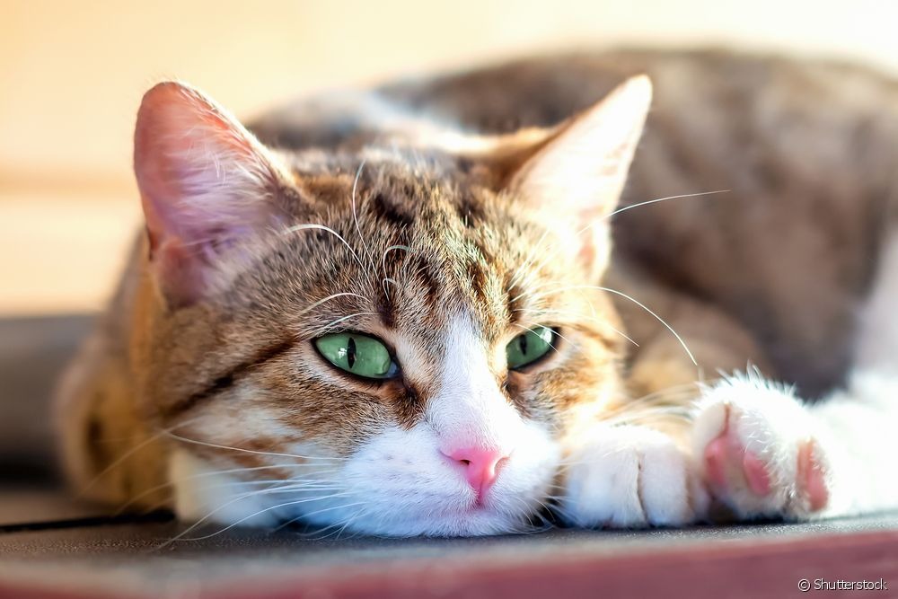 Bronquite em gatos: 5 sinais da doença respiratória que atinge os felinos Gato tossindo, com dificuldade de respirar e cansado: conheça os principais sinais da bronquite felina