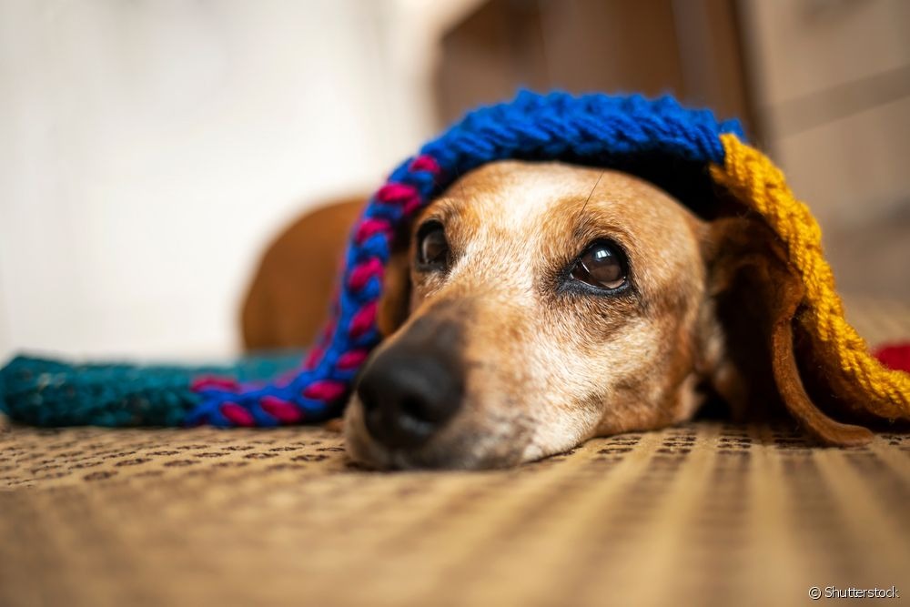 Saiba o que colocar na casinha do cachorro para aquecer e livrá-lo do frio