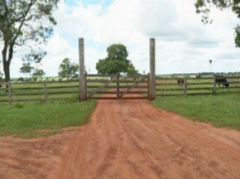 Fazenda é interditada por agência sanitária em MS e gado ilegal abatido