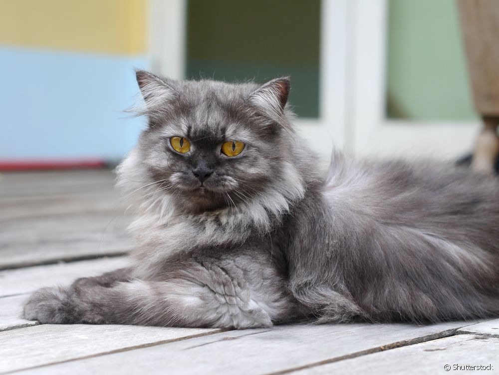 Acessórios para gatos idosos: 5 produtos que vão melhorar a vida do bichano Como cuidar de gato idoso: alguns acessórios podem ajudar nessa missão