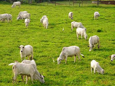 Produtores rurais de Amambai recebem qualificação sobre pastagens