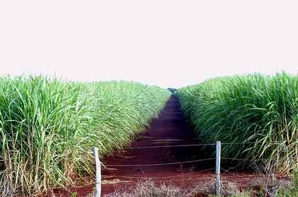 UEMS firma parceria com Grupo LDC SEV