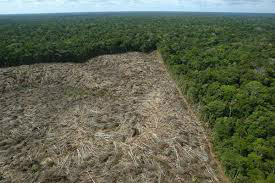 Alertas de desmatamento na Amazônia Legal caem 20%
