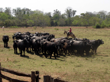 Vacinação contra a aftosa é prorrogada nos municípios da ZAV Vacinação contra a aftosa é prorrogada nos municípios da ZAV
