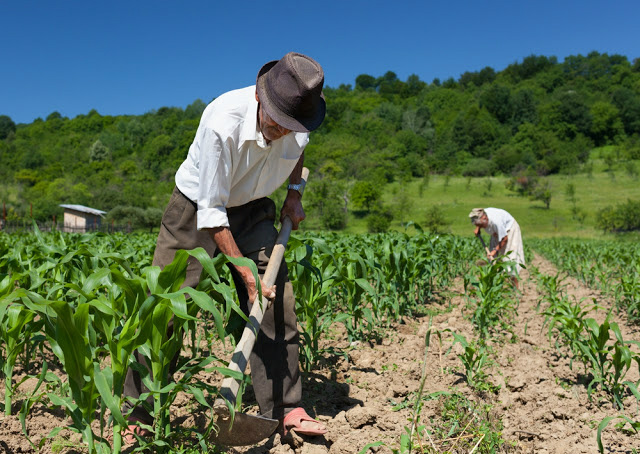 Piso salarial do trabalhador rural de MS será de R$ 1.036 a partir de março