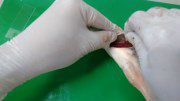 Ferramenta auxilia piscicultores no monitoramento da saúde de peixes Foto: Divulgação