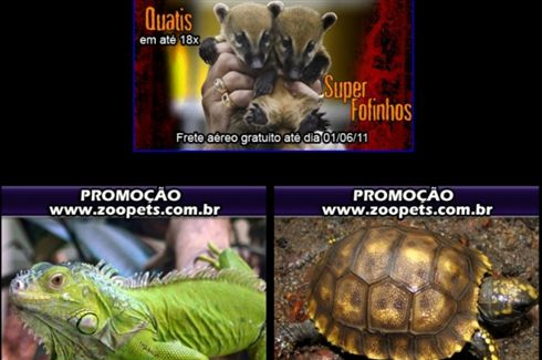 Presos seis em operação contra venda de animais na web
