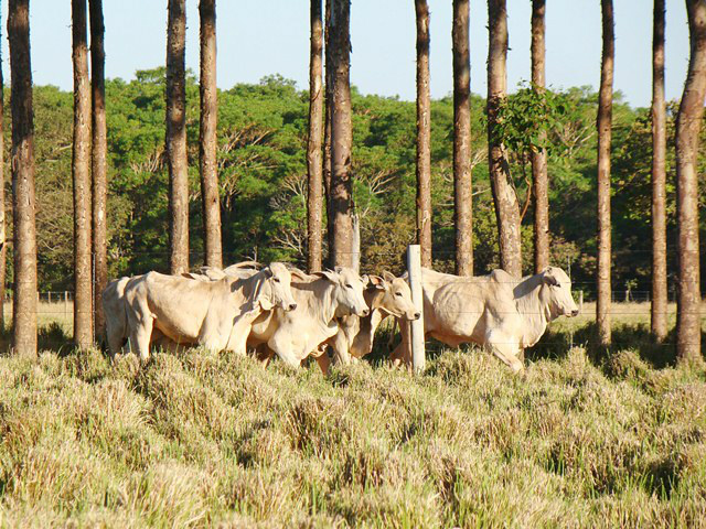 Senar/MS – Serviço Nacional de Aprendizagem Rural oferecem assistência técnica e orientações de como aprimorar as atividades, alavancar os negócios e reduzir custos com a produção / Foto: Divulgação