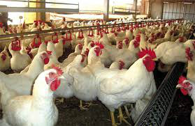Preços do frango vivo são os maiores em nove meses
