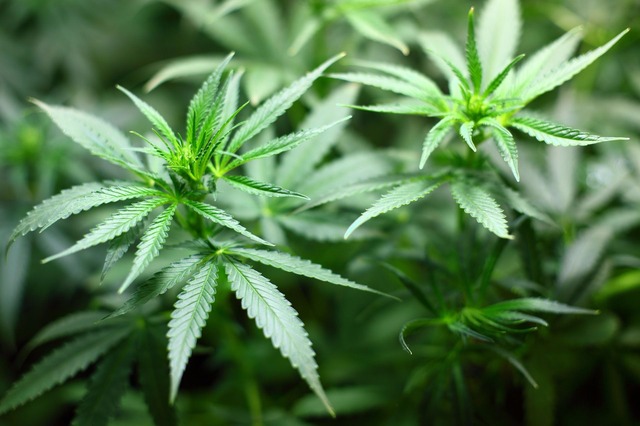 Senado: comissão debate descriminalização do cultivo da maconha para uso pessoal Foto: Divulgação
