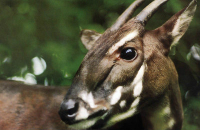 O saola é conhecido como unicórnio asiático por ser extramente evasivo
