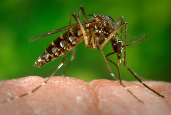 Vereador Fischer demonstra preocupação com a dengue em Amambai Aedes aegypti transmite dengue e chikungunya (Foto: CDC-GATHANY/PHANIE/AFP)