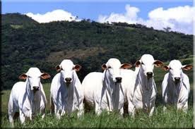 Cotação Boi Gordo 11/08/2011