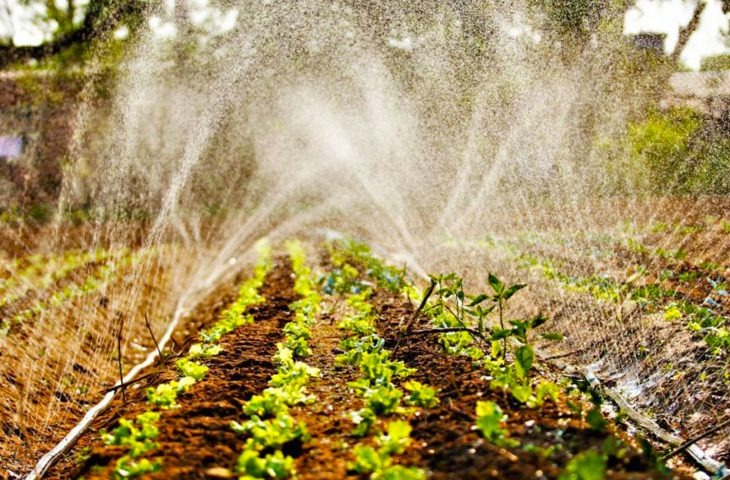 Dia do agricultor: ações do Governo fortalecem a produção do campo Foto capa: Saul Schramm