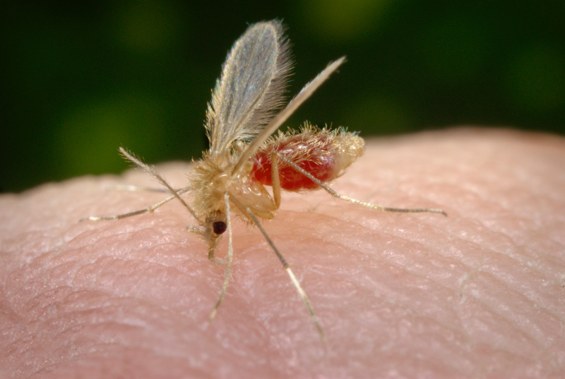 Em 2013, Amambai registrou cinco casos de Leishmaniose Os mosquitos têm apenas entre 2 e 3 milímetros.