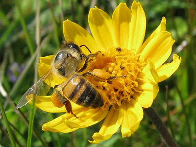 Sumiço das abelhas traz risco para agricultura no Brasil