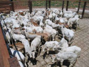 O aumento da produção de bezerros, consequentemente de bovinos, não deve vir da abertura de novas áreas por conta das restrições ambientais. 