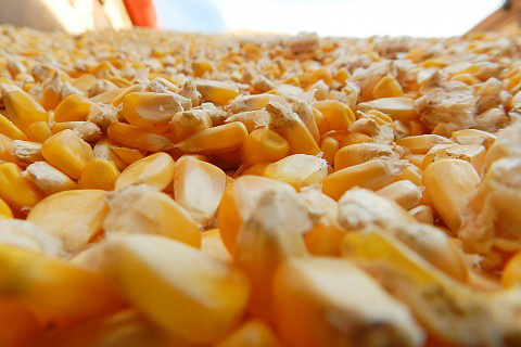 Milho: crise na Ucrânia pode abrir espaço para o Brasil