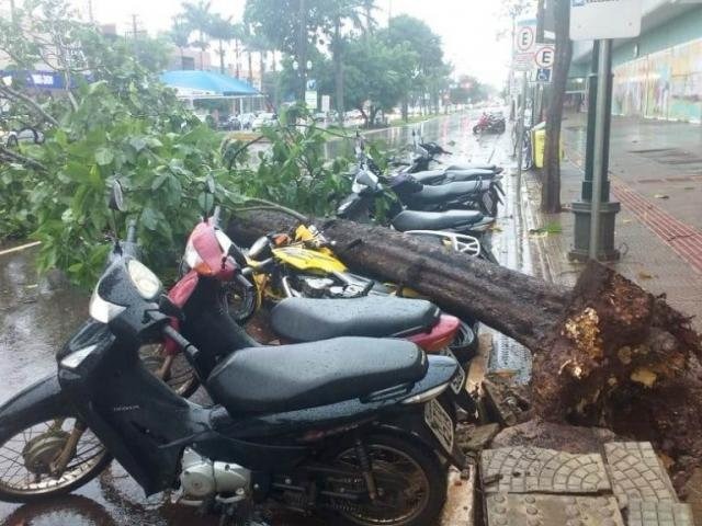 Árvore caiu sobre motos em frente ao shopping de Dourados (Adalberto Domingos)