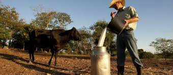 MS: Número de produtores cai e produção de leite aumenta 43%