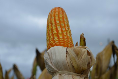 Exportações podem alavancar preço do milho, diz consultor em MS