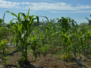 Produtores do semiárido recebem crédito do governo de R$ 7 bilhões Produtores do semiárido recebem crédito do governo de R$ 7 bilhões