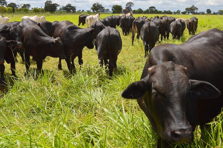 Em MS, exportação da carne bovina cresce 60% no primeiro semestre de 2019 Em MS, exportação da carne bovina cresce 60% no primeiro semestre de 2019