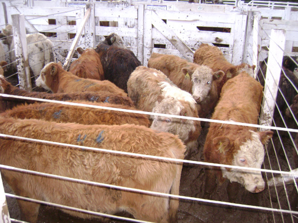 Missão russa poderá contribuir para fim do embargo à carne brasileira