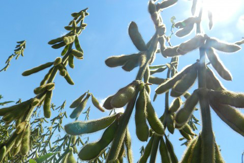 Mapa prepara portaria para áreas de refúgio em lavouras transgênicas