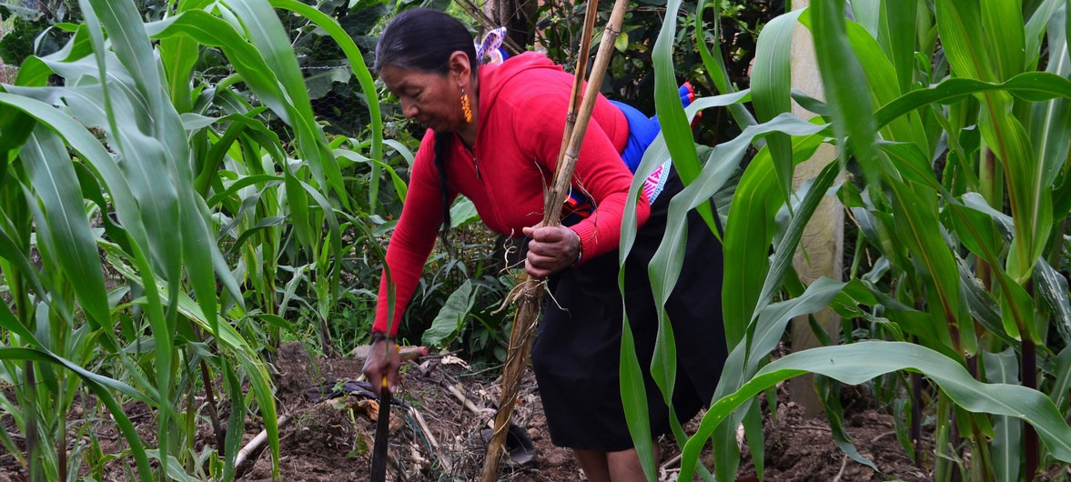 Guatemala (nesta foto), Haiti e Colômbia devem beneficiar-se de um novo plano assinado esta semana por três agências das Nações Unidas., by Foto ONU/F. Charton