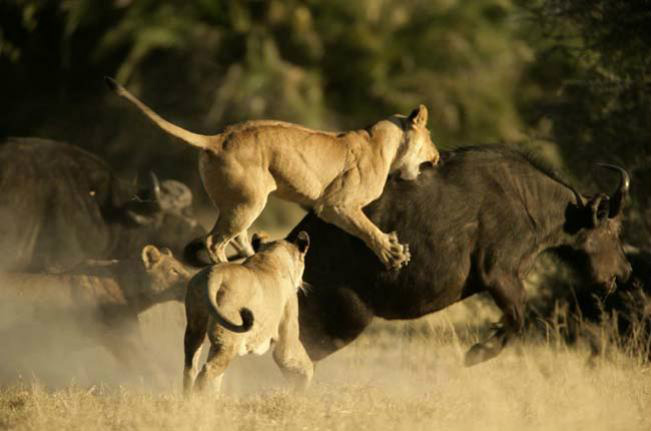 Leões X Búfalos: batalha no Kruger Park
