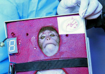 Segundo macaco é enviado por Irã ao espaço