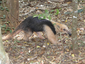 Equipe da Semai resgata tamanduá-mirim na Aldeia Amambai O tamanduá-mirim foi encontrado no interior da Aldeia Amambai, fora de seu habitat natural.