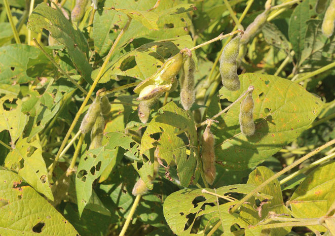 Safra de grãos sofre com clima e produção recua 2,1%