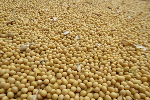 Soja tem valorização com demanda firme e alta do farelo