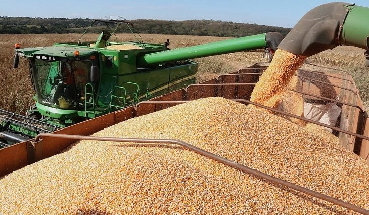 Com mais de 56% comercializada, colheita do milho avança devagar no Estado Foto: Divulgalção
