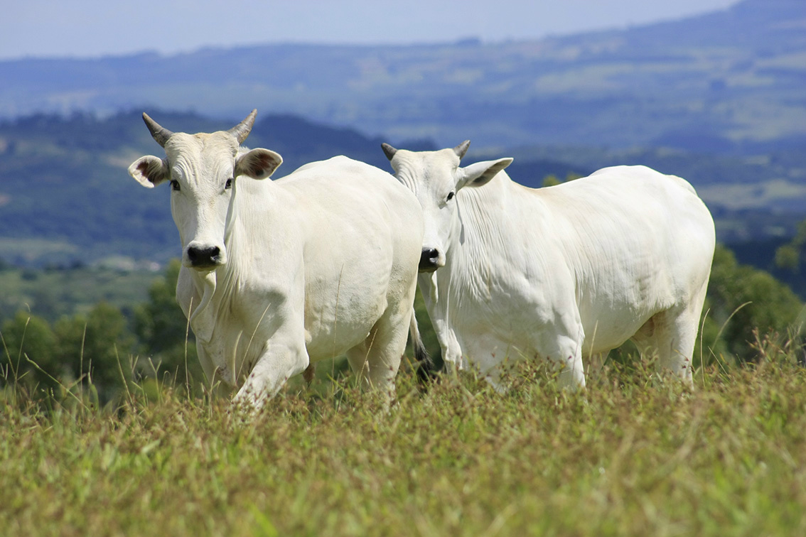 Pacto Sinal Verde quer padronizar bovinos abatidos em MS