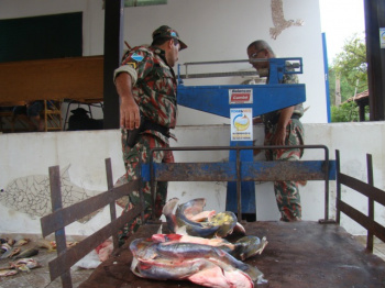 32 kg de pescado de peixe com tamanho irregular foram apreendidos.